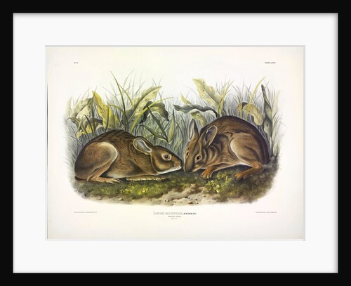 Marsh Hare, Lepus Palustris, 1845 by John J. Audubon