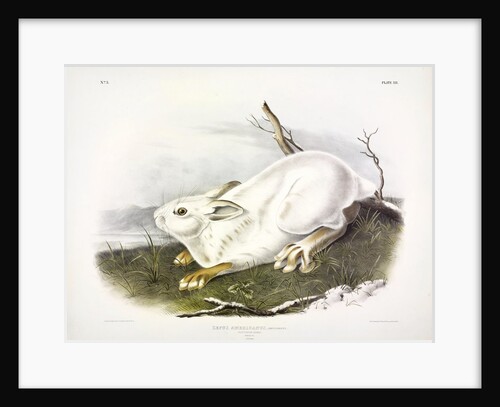 Northern Hare, Lepus Americanus, 1845 by John J. Audubon