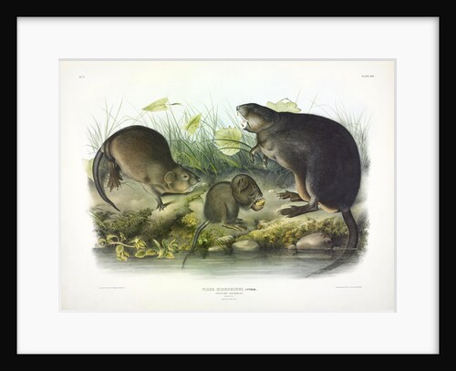 Musquash, Fiber Zibethicus, 1845 by John J. Audubon