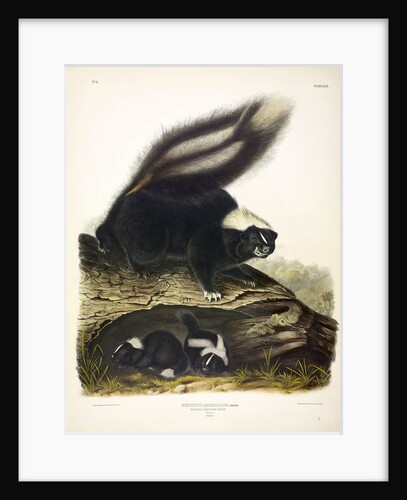 Common American Skunk, Mephitis Americana, 1845 by John J. Audubon