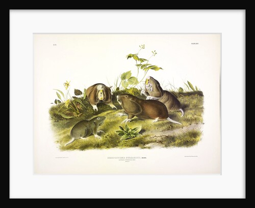 Canada Pouched Rat, Pseudostoma Bursarius, 1845 by John J. Audubon