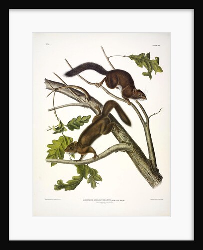 Soft-haired Squirrel, Sciurus Mollipilosus, 1845 by John J. Audubon
