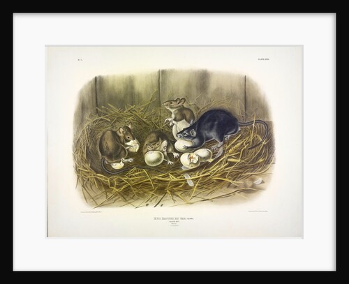 Black Rat, Mus Rattus et Var, 1845 by John J. Audubon