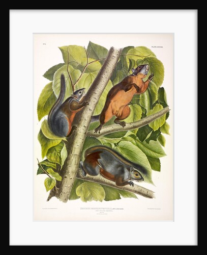 Red-Bellied Squirrel, Sciurus Feruginiventris, 1845 by John J. Audubon