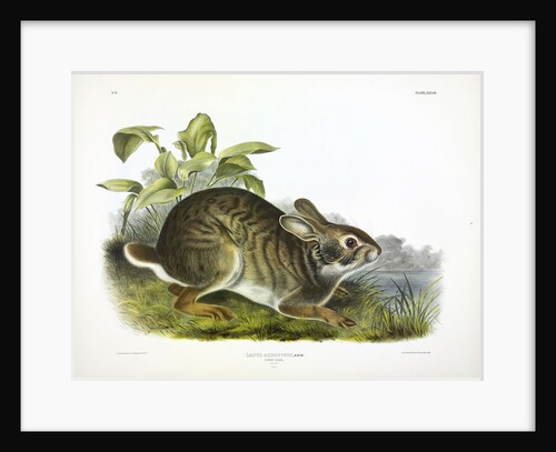 Swamp Hare, Lepus Aquaticus, 1845 by John J. Audubon