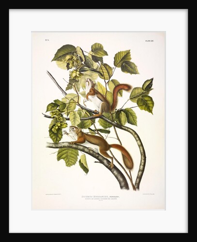 Red Squirrel, Sciurus Hudsonius, 1845 by John J. Audubon