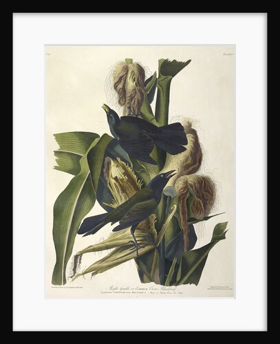 Purple Grakle or Common Crow Blackbird, 1845 by John J. Audubon