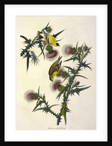 American Goldfinch, Fringilla Tristis, 1845 by John J. Audubon