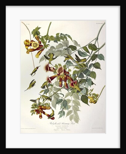 Ruby Throated Humming Bird, Trochilus Colubris, 1845 by John J. Audubon