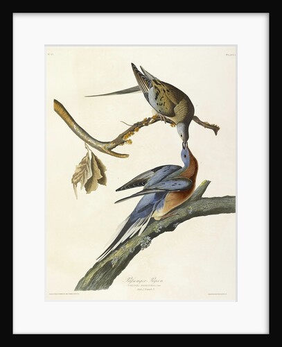 Passenger Pigeon, Columba Migratoria, 1845 by John J. Audubon