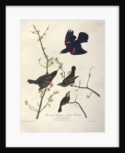 Redwinged Starling or Marsh Blackbird, Icterus Phoeniceus, 1845 by John J. Audubon