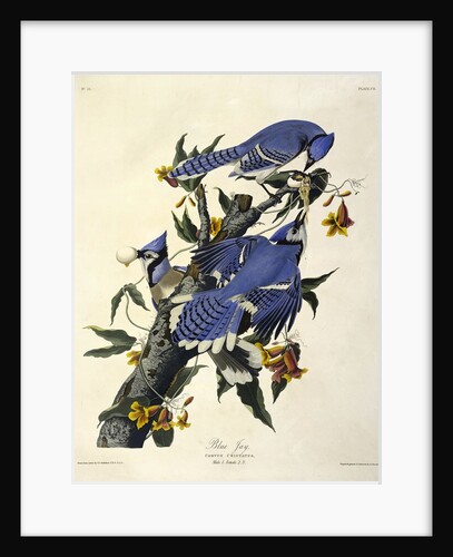 Blue Jay, Corvus Christatus, 1845 by John J. Audubon