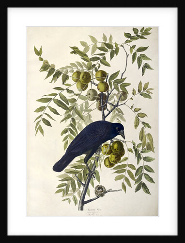 American Crow, Corvus Americanus, 1845 by John J. Audubon