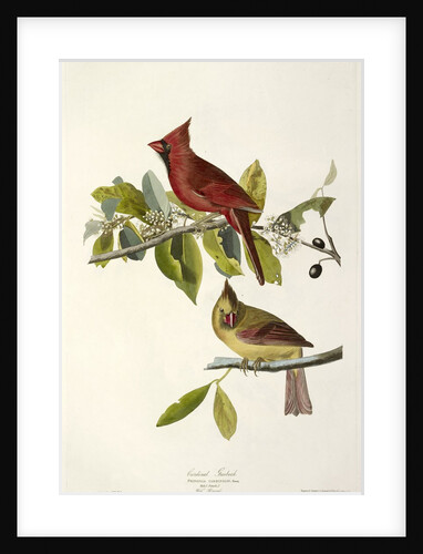 Cardinal Grosbeak , Fringilla Cardinalis, 1845 by John J. Audubon