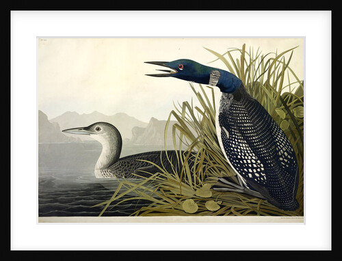 Great Northern Diver or Loon, Colymbus Glacialis, 1845 by John J. Audubon