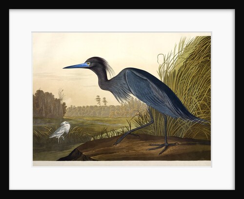 Blue Crane or Heron, Ardea Coerulea, 1845 by John J. Audubon