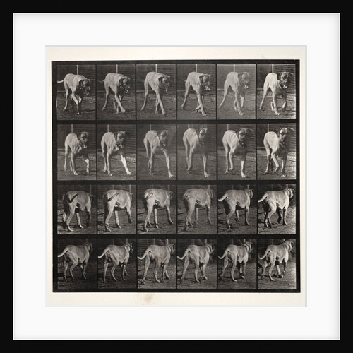 Dread Trotting, 1887 by Eadweard J. Muybridge; University of Pennsylvania