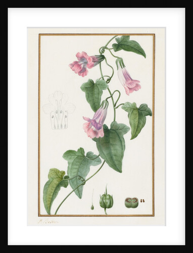 Botanical: Maurándia semperflorens, 1836 by Pancrace Bessa