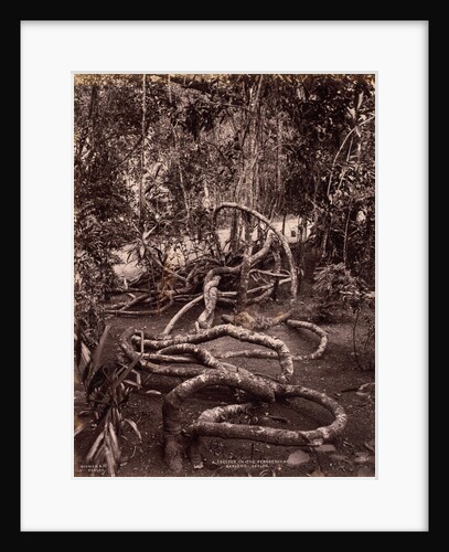 A Creeper in the Peradeniya Gardens, Ceylon, c. 1880 by Scowen & Co.