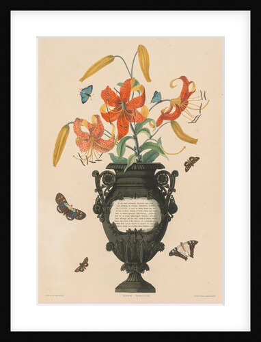 A Selection of Hexandrian Plants…: Tiger Lily, 1831-1832 by Robert Havell