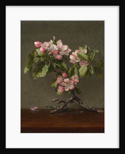 Apple Blossoms, 1873 by Martin Johnson Heade