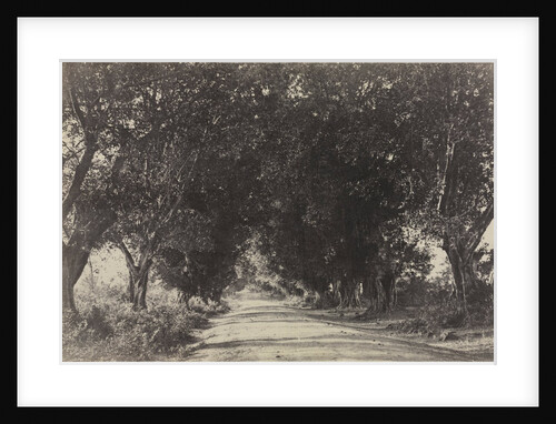Avenue of the Banian Trees, Seringham, India, 1858 by Captain Linnaeus Tripe; Madras Presidency