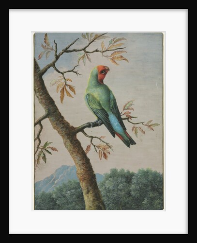 Bird Study by George Edwards