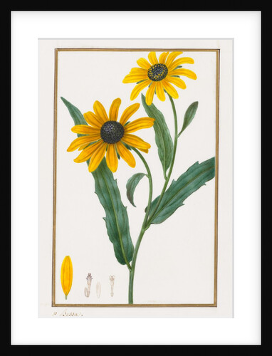Black-eyed Susan, 1828-1835 by Pancrace Bessa