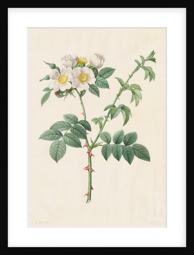 Brier Bush Rose or Dog Rose, 1817-1824 by Henry Joseph Redouté