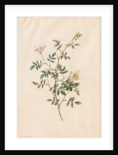 Brier Bush Rose or Dog Rose, 1817-1824 by Henry Joseph Redouté