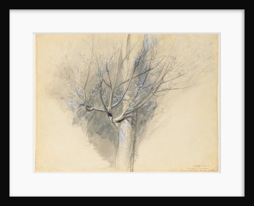 Budding Sycamore, c. 1876 by John Ruskin