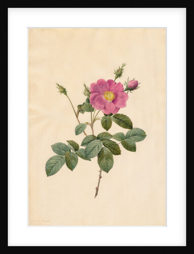 Cabbage Rose, 1817-1824 by Henry Joseph Redouté