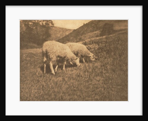 Camera Work: Sheep, 1906 by Professor Hans Watzek