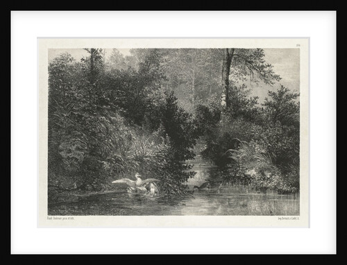 Canards by Karl Bodmer