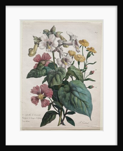 Cours dHistoire Naturelle, contenant les principales espèces du règne animal…, 1825 by Godefroy Engelmann