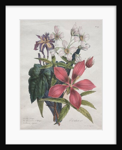 Cours dHistoire Naturelle, contenant les principales espèces du règne animal?, 1825 by Godefroy Engelmann