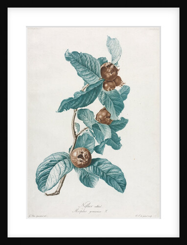 Cultivated Medlar, c. 1800 by Gerard van Spaendonck