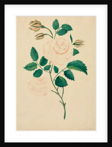 Damask Rose by Mary Altha Nims