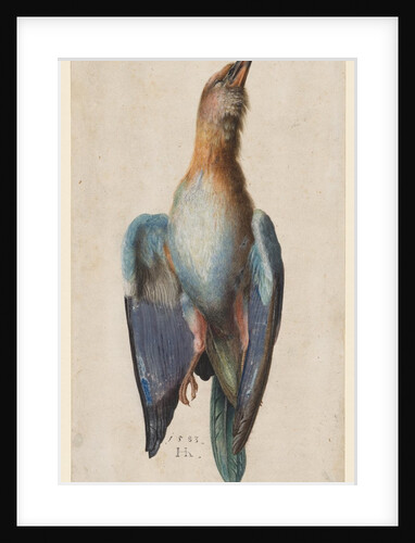 Dead Blue Roller, 1583 by Hans Hoffmann