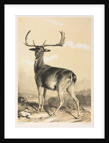 Fallow Deer by William Barraud; Henry Barraud
