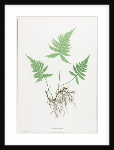 Ferns of Great Britain and Ireland: Polypodium Phegopteris, 1855-1856 by Henry Bradbury; Bradbury and Evans
