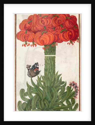 Florilegium: boquet of orange lilies, 1608 by Unknown