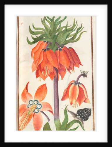 Florilegium: orange fritillaria imperialis, 1608 by Unknown