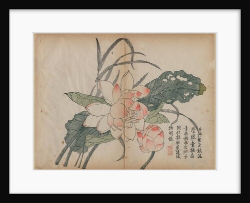 Flowering Lotus and Bud, 18th Century by Unknown