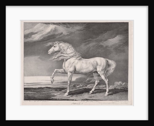 Fourteen Celebrated Horses: Adonis, 1824 by James Ward