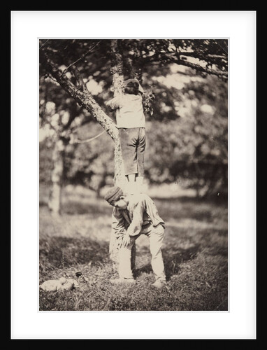 French Country Study: Two Boys Climbing a Tree, late 1870's by Auguste Giraudon's Artist