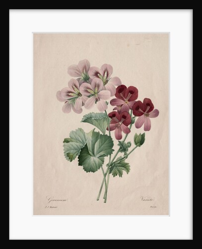 Geranium, 1827 by Henry Joseph Redouté