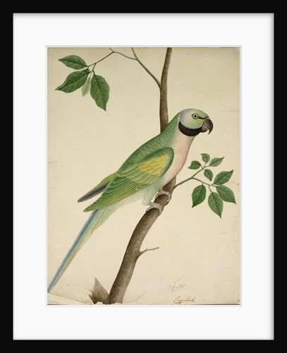 Green Parrot, c. 1820 by Unknown