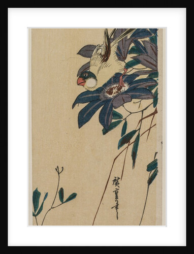 Grosbeak and Clematis, mid-1830s by Ando Hiroshige
