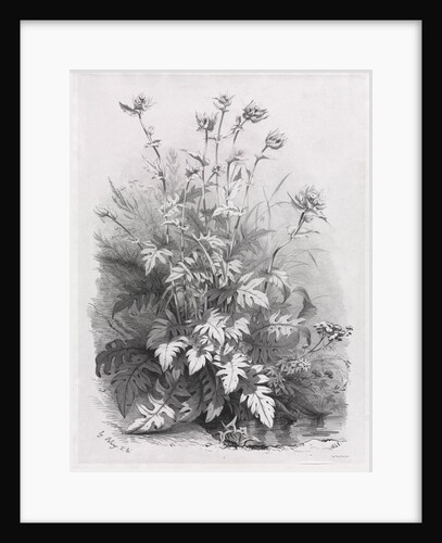 Groups of Various Plants Drawn After Nature: No. 7, 1848 by Eugene Bléry; Thierry frères